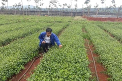 Cây Cà gai leo đang phát triển mạnh trên địa bàn tỉnh Gia Lai. (Nguồn: nongnghiep.vn)