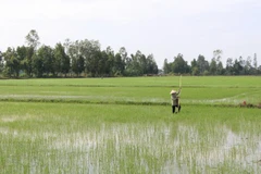 Nông dân cấy bổ sung lúa Đông Xuân 2020-2021. (Ảnh: Hồng Thái/TTXVN)