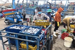 Các trường hợp nhiễm SARS-CoV-2 có liên quan đến cảng cá Quy Nhơn, thuộc phường Hải Cảng, thành phố Quy Nhơn.(Ảnh: Nguyên Linh/TTXVN)