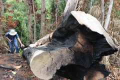 Một cây rừng có đường kính 60cm bị đốn hạ ven suối Dĩ, thôn Tân Thành, xã Sơn Hội (Sơn Hòa, Phú Yên). (Ảnh: Phạm Cường/TTXVN)