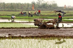 Người dân xã Cao Xá, huyện Lâm Thao, tỉnh Phú Thọ, sản xuất vụ Đông Xuân. (Ảnh: Trung Kiên/TTXVN)