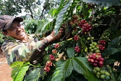 Càphê là một trong những mặt hàng xuất khẩu đứng thứ 2 trên thế giới của Việt Nam. (Ảnh: TTXVN)