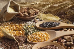 Ảnh minh họa. (Nguồn: world-grain.com)