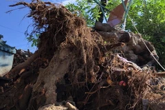 Hiện trường vụ cây đa ngã đổ đè chết người. (Ảnh: Lê Ngọc Phước/TTXVN) 