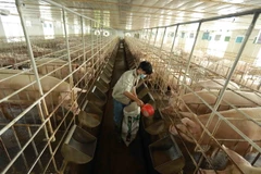 Trang trại chăn nuôi lợn của gia đình chị Lê Thị Ngân ở xã Phú Châu, huyện Ba Vì, thành phố Hà Nội, có có 300 lợn nái đang cho sinh sản và luôn duy trì hơn 600 lợn thịt. (Ảnh: Vũ Sinh/TTXVN)