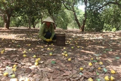 Ông Quách Văn Nhách, thôn Tân Bình, xã Bàu Chinh, huyện Châu Đức, tỉnh Bà Rịa-Vũng Tàu, thu hoạch hạt điều. (Ảnh: Hoàng Nhị/TTXVN)