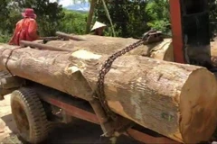 Số gỗ tang vật được phát hiện tại thôn Ea Rớt, xã Cư Pui. (Nguồn: baodaklak)