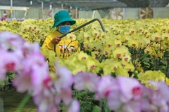 Chăm sóc hoa Tết tại một nhà vườn trên địa bàn huyện Đức Trọng, tỉnh Lâm Đồng. (Ảnh: Ngọc Hà/TTXVN)