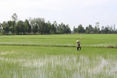 Nông dân cấy bổ sung lúa Đông Xuân 2020-2021. (Ảnh: Hồng Thái/TTXVN)