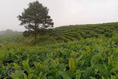 Nhờ áp dụng công nghệ cao, trang trại trồng chè của Công ty TNHH Kolia, tỉnh Cao Bằng cho chất lượng và hiệu quả cao. (Ảnh: TTXVN phát)
