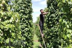 Nông dân tại Gia Lai chăm sóc vườn tiêu. (Ảnh: Hồng Điệp/TTXVN)