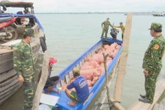 Bộ đội Biên phòng Đồng Tháp phát hiện đối tượng vận chuyển lợn trái phép qua biên giới. (Ảnh: TTXVN phát)