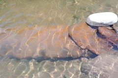 Khi được phát hiện, quả bom đã bị vỡ một phần. (Ảnh: TTXVN phát)