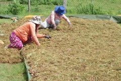 Người dân xã Thanh Hải, huyện Ninh Hải, tỉnh Ninh Thuận, phơi hành củ khô chờ đưa đi tiêu thụ. (Ảnh: Nguyễn Thành/TTXVN)