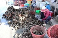 Phân loại hàu sau khi thu hoạch. (Ảnh: Nguyễn Thành/TTXVN)