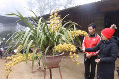 Chậu địa lan được bày bán với giá 20 triệu đồng. (Ảnh: Nguyễn Oanh/TTXVN)