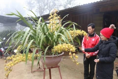 Chậu địa lan được bày bán với giá 20 triệu đồng. (Ảnh: Nguyễn Oanh/TTXVN)