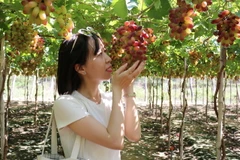 Du khách thích thú trải nghiệm tại vườn nho giống NH 01-152 ở làng nho Thái An, xã Vĩnh Hải, huyện Ninh Hải, tỉnh Ninh Thuận. (Ảnh: Nguyễn Thành/TTXVN)