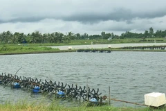 Ao nuôi tôm nước lợ của nông dân tại huyện Mỹ Xuyên, tỉnh Sóc Trăng. (Ảnh: Chanh Đa/TTXVN)