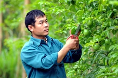 Anh Lò Văn Chơ, Trưởng bản Cả Vai, xã Mường É, huyện Thuận Châu, tỉnh Sơn La. (Ảnh: Quang Quyết/TTXVN)