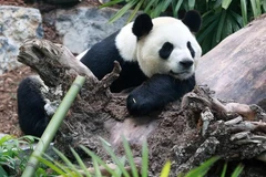 Gấu trúc ở sở thú Calgary. (Nguồn: saltwire.com)