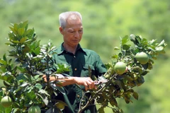 Cựu chiến binh Đinh Văn Ửng. (Ảnh: Quang Quyết/TTXVN)