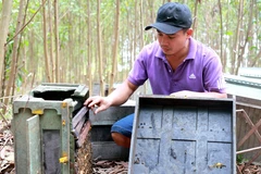 Anh Sơn, chủ trại ong dọn dẹp hiện trường, thu gom những trại ong còn sót lại. (Ảnh: Phước Ngọc/TTXVN)