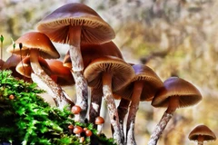 Người dân cần cảnh giác khi sử dụng những loại nấm lạ. Ảnh minh họa.