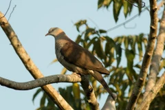 Chim Gầm Ghì lưng nâu quý hiếm. (Nguồn: birdwatchingvietnam.net)