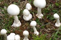 Điện Biên: 2 nạn nhân còn lại của vụ ngộ độc nấm ở Nậm Pồ đều tử vong