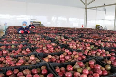 Phân loại chanh dây tại Trung tâm chế biến rau quả Doveco Gia Lai. (Ảnh: Hoài Nam/TTXVN)