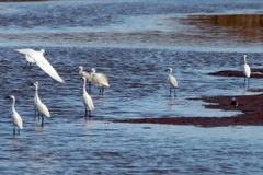 Sử dụng hợp lý tài nguyên đất ngập nước tại các khu ramsar