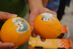 Phát hiện hoa quả ngoại chuyên cung cấp cho siêu thị đã hỏng, mốc