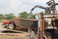 Doanh nghiệp Tây Ninh đầu tư 300 tỷ đồng trồng mía ở Campuchia