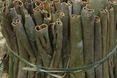 Quế Trà Bồng được công nhận giá trị đặc sản quà tặng châu Á