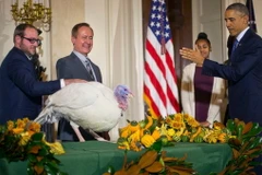 Tổng thống Obama ra mệnh lệnh "ân xá" gà tây dịp Lễ tạ ơn