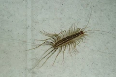 Côn trùng đã có mặt trên Trái Đất từ 480 triệu năm trước