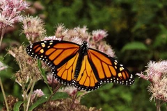 Phát hiện mới về tập quán di cư của loài bướm chúa