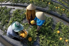 Người nghèo Tỉnh Hậu Giang được ăn Tết Giáp Ngọ cùng Lãnh đạo Tỉnh. (Nguồn: TTXVN)