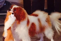 Chú chó của nữ y tá gốc Việt Nina Pham âm tính với virus Ebola