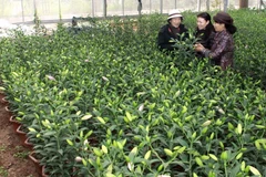 Lâm Đồng sẽ cung cấp trên 20 triệu cành hoa lyly cho Tết Ất Mùi