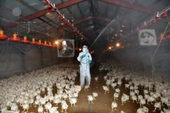 Nhật Bản tiêu hủy hàng vạn con gà sau đợt bùng phát dịch cúm H5N8