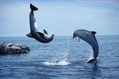 Nhật Bản ngừng đánh bắt cá voi ở Nam Cực 