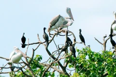 Vườn chim Bạc Liêu nguy cơ cháy rừng cực cao