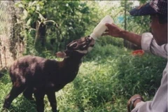 Thừa Thiên-Huế thành lập Hạt kiểm lâm khu bảo tồn Sao la