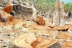 Điều tra việc trộm gỗ quý tại khu bảo tồn Nam Nung