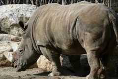 [Infographics] Số lượng tê giác giảm do nhận thức sai của con người