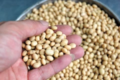 Hạt đậu tương – là một loại hạt rất giầu chất dinh dưỡng