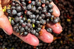 Quả việt quất. (Ảnh: AFP/TTXVN)