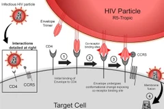 Một đột biến gene khá hiếm giúp cơ thể người chống lại sự lây nhiễm virus HIV. (Nguồn: sciencedirect.com)